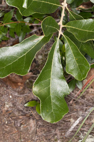 Quercus boyntonii #11